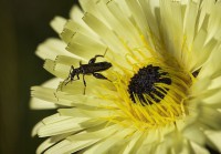 /album/fotogaleria-fotografia-macro/cd-2-640x480-jpg/